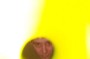 Slink-o-vision