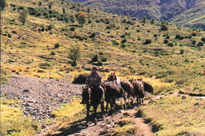 torres_del_paine_np_horses.jpg