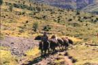 torres_del_paine_np_horses.jpg