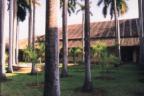 14.3.03 Granada, Nicaragua, Courtyard full of palms at Convento de San Francisco.